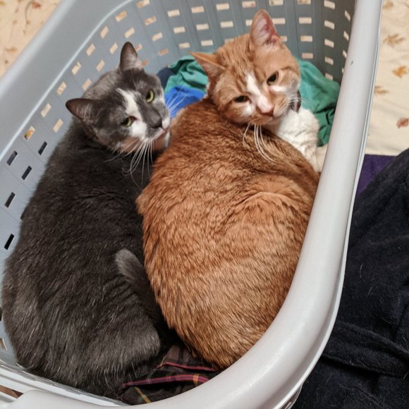 Meet your Posher, Stephanie - Picture 1 of 1